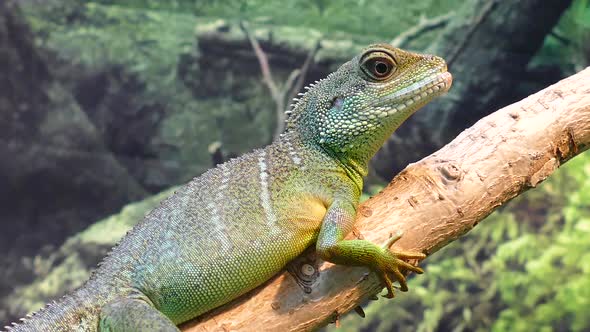 Close up of green water dragon lizard while standing on a branch, breathing and resting.