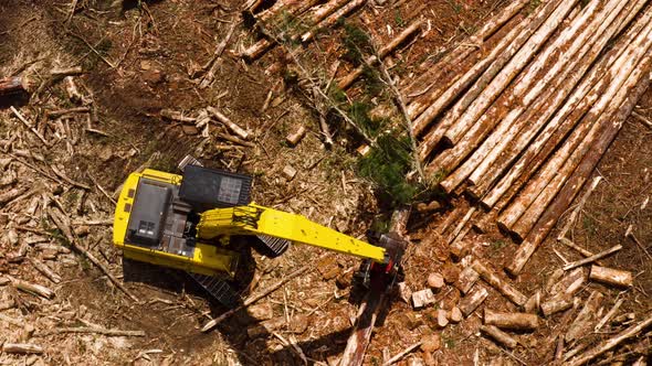 Feller buncher crane machine sorting and cutting large logs, top down