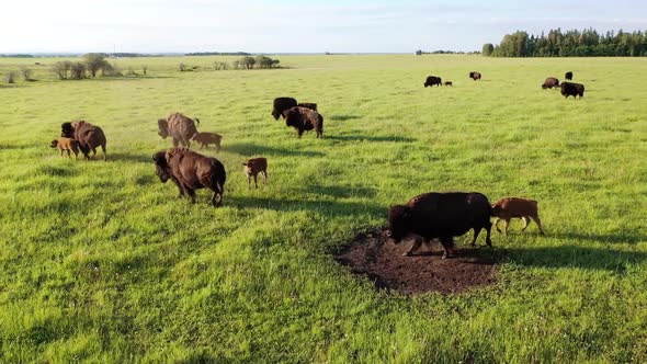 Bison Herd in Valley High Angle Above American Bison Bison Young Calves