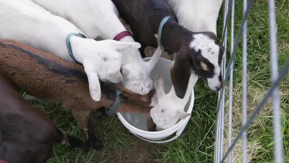 Top down handheld shot of young goats drinking out of bucket