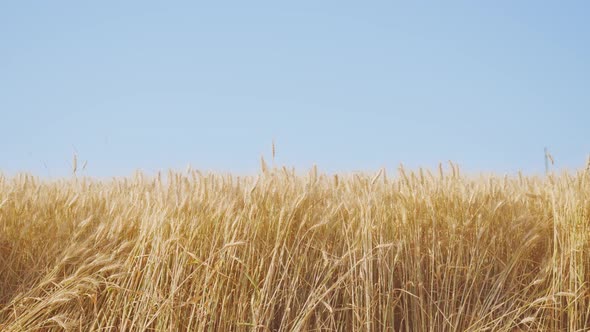 Golden Spikelets of Ripe Wheat Wave in Light Wind in Field