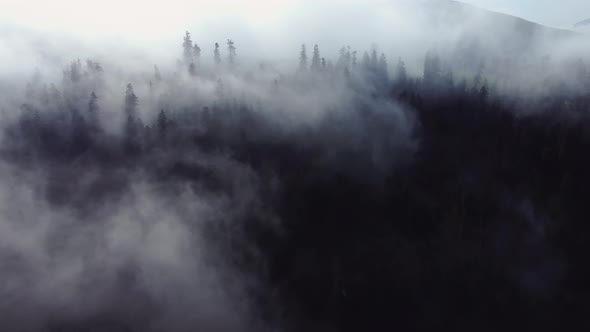 Cloud and forest aerial view