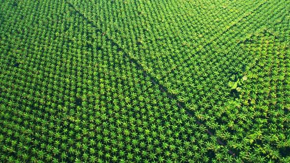 Drones fly over palm oil trees planted on large commercial farms