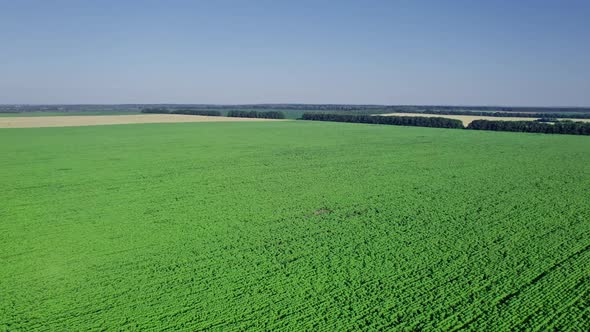 Field with Young Sunflower Plantation