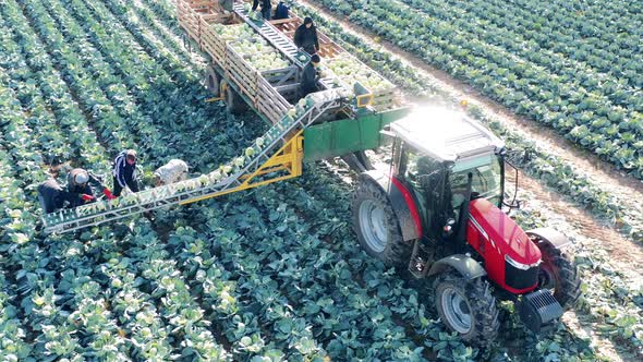 Farmers are Loading Cabbage Onto the Tractor Conveyor