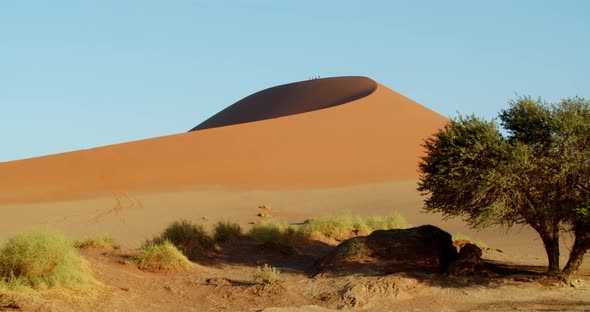 Green tree and a massive sand dune on the background, with people walking, 4k