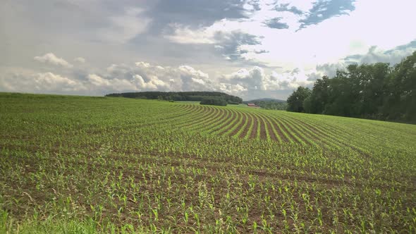 Young cornfield planted all over the field