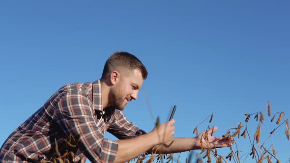 A Farmer or Agronomist in a Field Takes a Photo of Mature Soybean Stalks on a Camera in His Cell