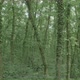 nature and forest - VideoHive Item for Sale