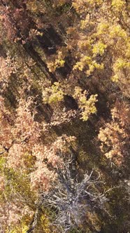 Vertical Video Forest in Autumn Aerial View Slow Motion