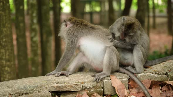 Monkeys Forest Bali