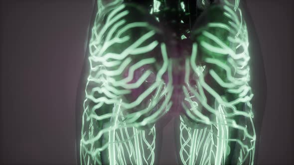 Human Body with Glow Blood Vessels