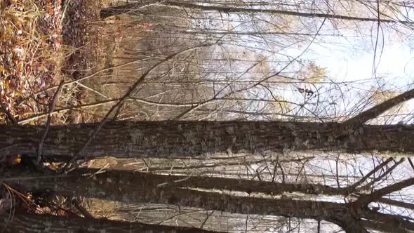 Vertical Video of an Autumn Forest During the Day in Ukraine