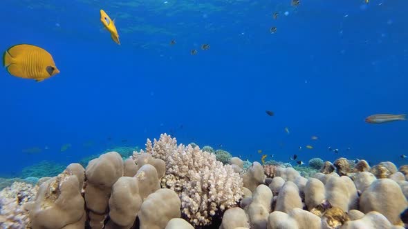 Underwater Beautiful Coral Fish Garden