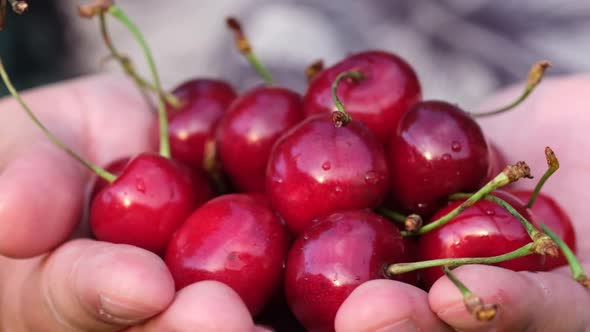 A Farmer Holds Freshly Picked Juicy Red Cherries in His Hands