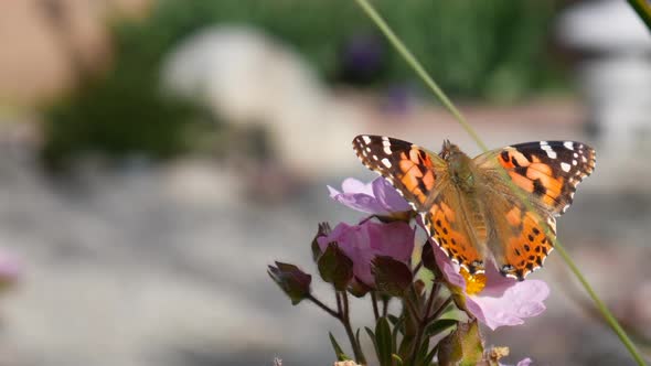 An orange painted lady butterfly feeding on nectar and collecting pollen on pink wild flowers in a g