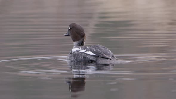 CLOSE UP of a common goldeneye duck on a river in Sweden