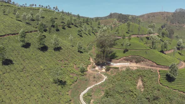 Dirt trails crossing the Tea gardens on steep slope on Munnar Hills, in India