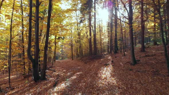 Long Back Fly through Colourfull Autumn Forest  Back Long Sun rays