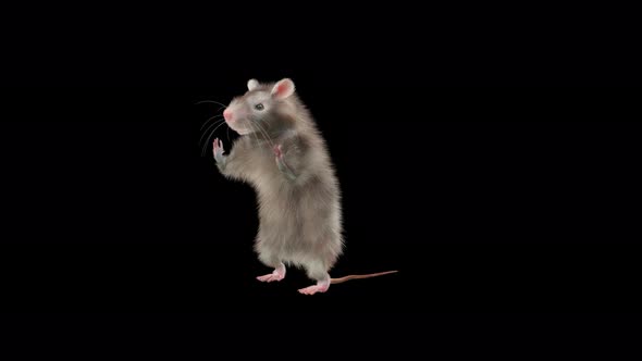 Rat Dancing