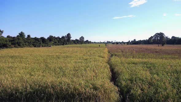 Timelapse Shot of Rice Field