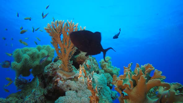 Reef Underwater Tropical Coral Garden