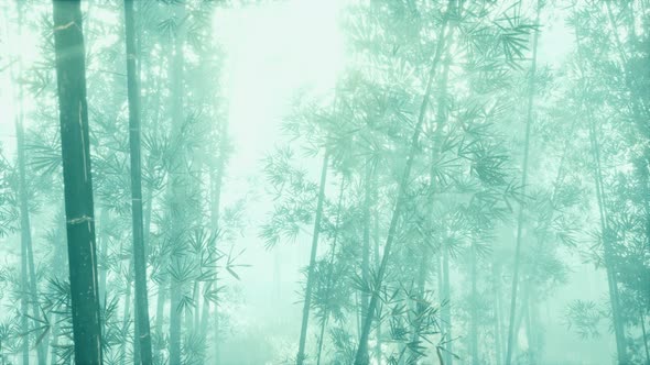 Bamboo Green Forest in Morning Fog