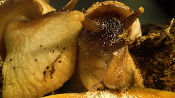 Macro Shot of Snails Interacting in a Studio. Close Up