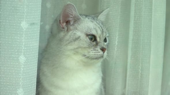 Close Up Of British Cat Behind A Window