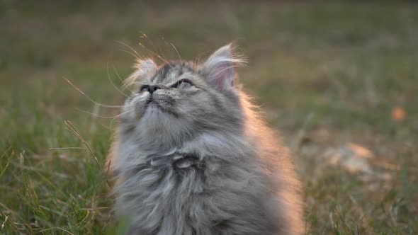 Cute Kitten Sitting In The Garden Under Sunlight