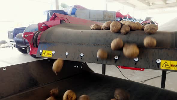 Close-up, Potatoes Move on Special Conveyor Machinery Belt and Fit Into a Storage Room, a Warehouse