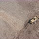 City Dump. The Bulldozer Moves Along the Landfill, Leveling the Garbage. - VideoHive Item for Sale