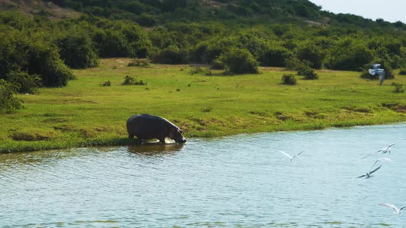 Rhinoceros on the shore of Lake Albert, Uganda