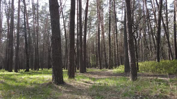 Forest Landscape Aerial View Ukraine