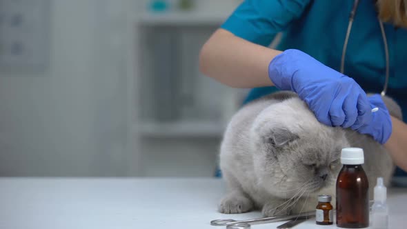 Vet Cleaning Cat Ear to Prevent Infection, Treating for Mites, Hygiene Procedure