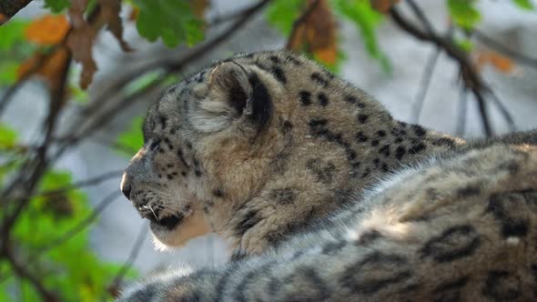 Snow leopard - Irbis (Panthera uncia).