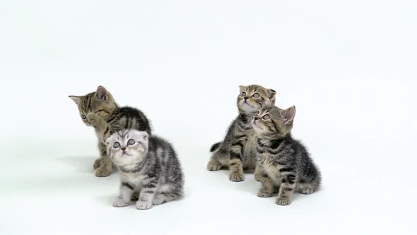 Four Scottish Fold and Straight Kittens Look Up in a White Studio, White Background, Slow Motion