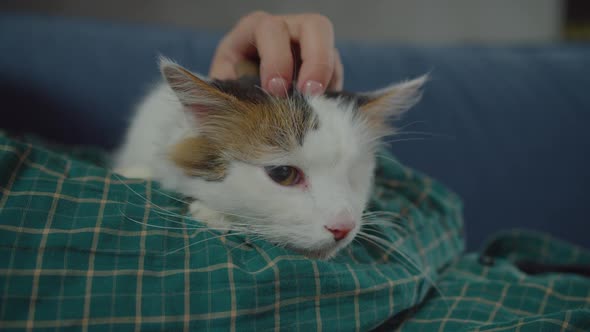 Relaxed One Eyed Cat Purring Lying on Owner Hands