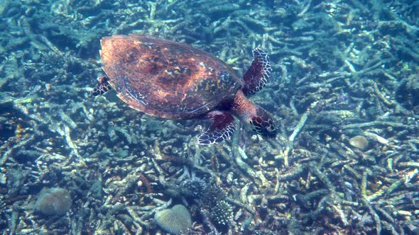 Hawksbill Sea Turtle Slowly Swimming in Blue Water Through Sunlight Try to Find Food on Coral Reef