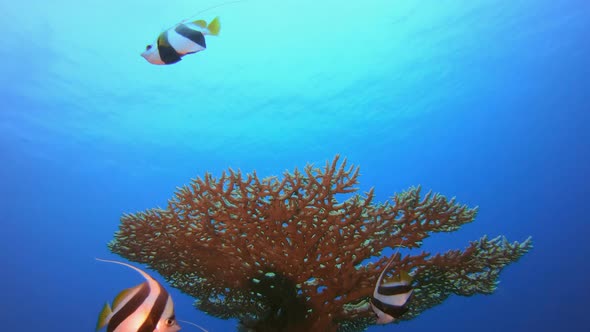 Tropical Fish Coral Reef