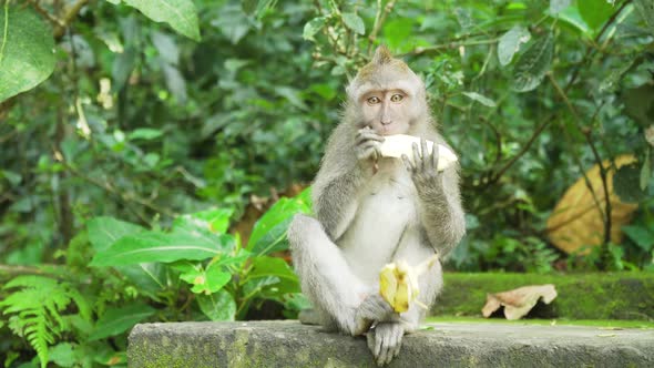 Monkeys in the Forest in Bali