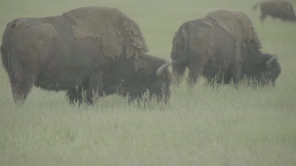 Bison in a Field on Pasture. Slow Motion