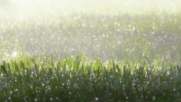 Spraying Water on Green Grass