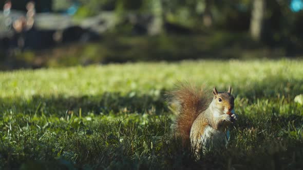 Squirrel eating on the lawn