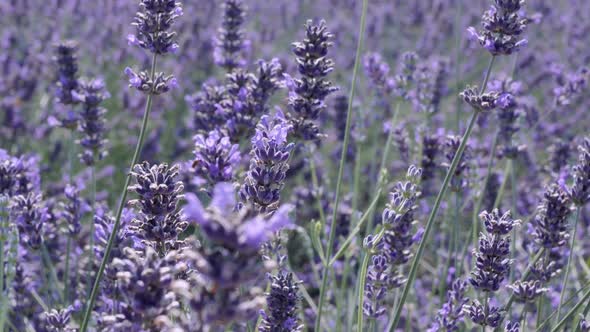 Lavender in the wind