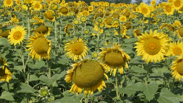 Sunflower Helianthus annuus plant field 4K panning footage