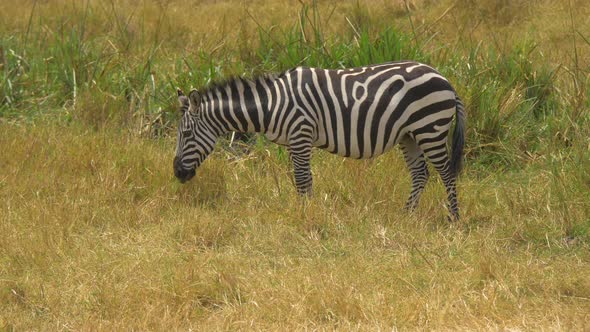 Plains zebra grazing