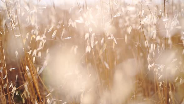 The beautiful, bright golden grasslands of Italy on a summer day - low angle view