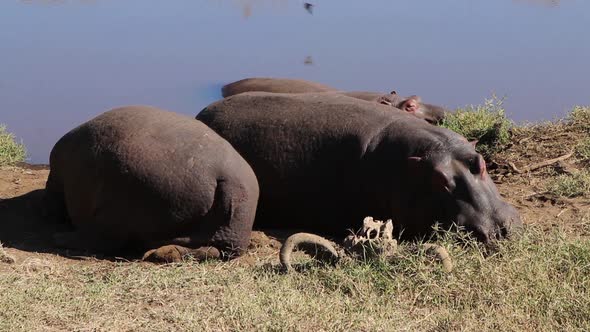 A close up view of two Hippopotamus, Hippo or Hippopotamus amphibius resting alongside a small water