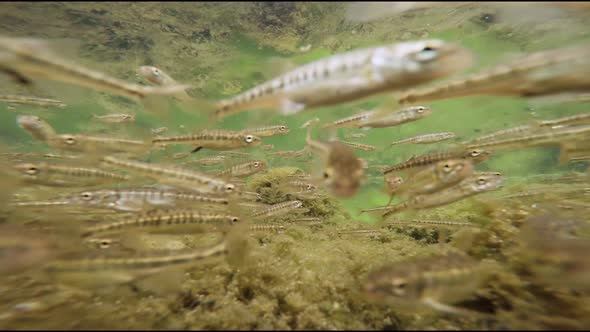 Life of small river freshwater fish under water. 